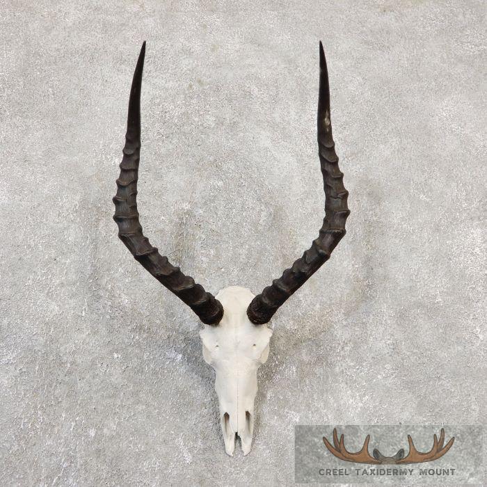 Impala Skull & Horns European Taxidermy Mount For Sale