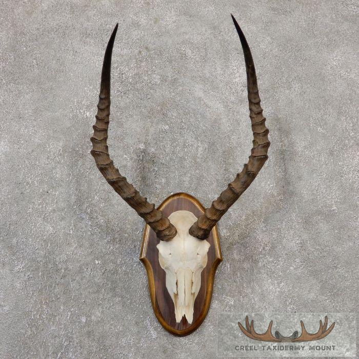 Impala Skull & Horns European Taxidermy Mount For Sale