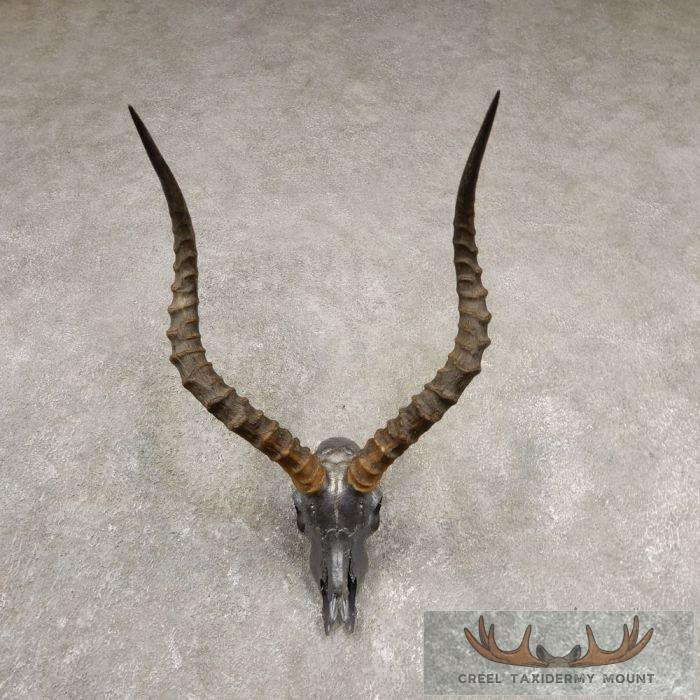 Impala Skull & Horns European Taxidermy Mount For Sale