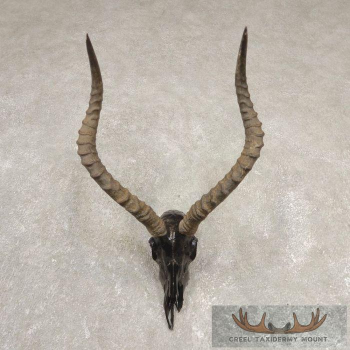 Impala Skull & Horns European Taxidermy Mount For Sale
