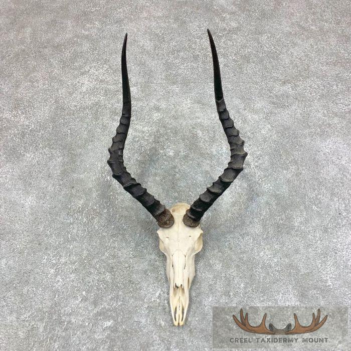 Impala Skull & Horns European Taxidermy Mount For Sale