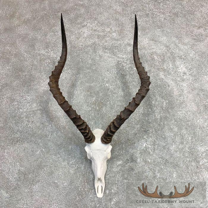 Impala Skull & Horns European Taxidermy Mount For Sale