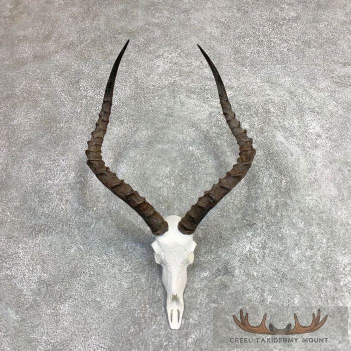 Impala Skull & Horns European Taxidermy Mount For Sale