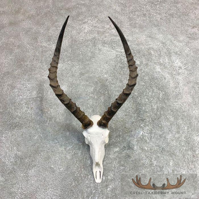 Impala Skull & Horns European Taxidermy Mount For Sale
