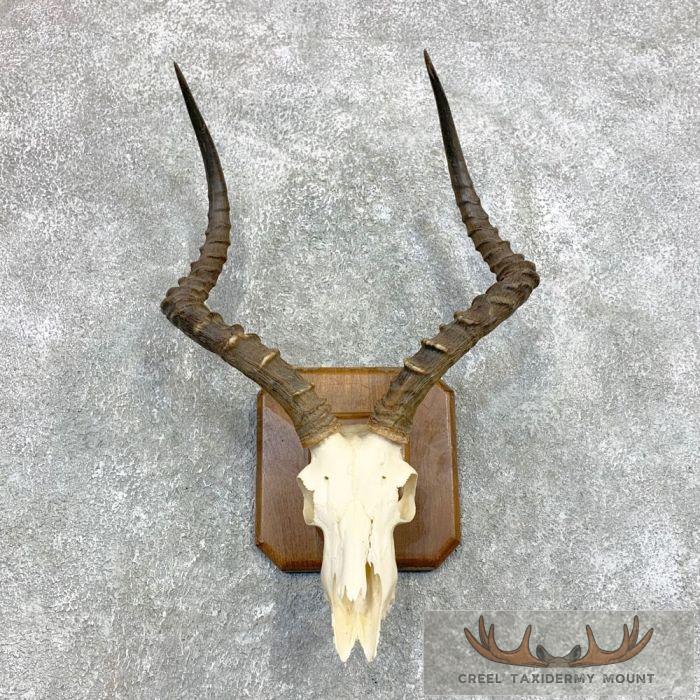 Impala Skull & Horns European Taxidermy Mount For Sale