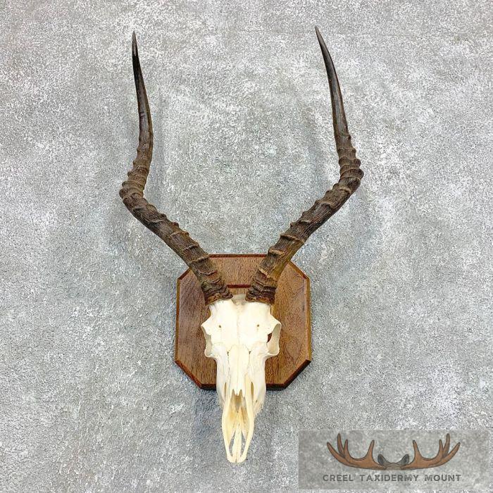 Impala Skull & Horns European Taxidermy Mount For Sale