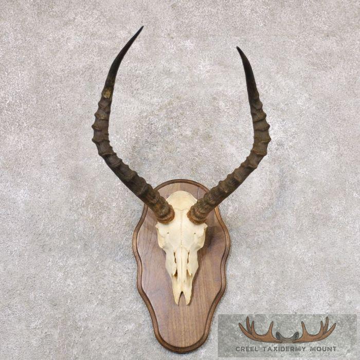 Impala Skull & Horns European Taxidermy Mount For Sale