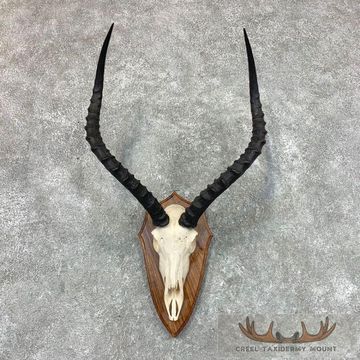 Impala Skull & Horns European Taxidermy Mount For Sale