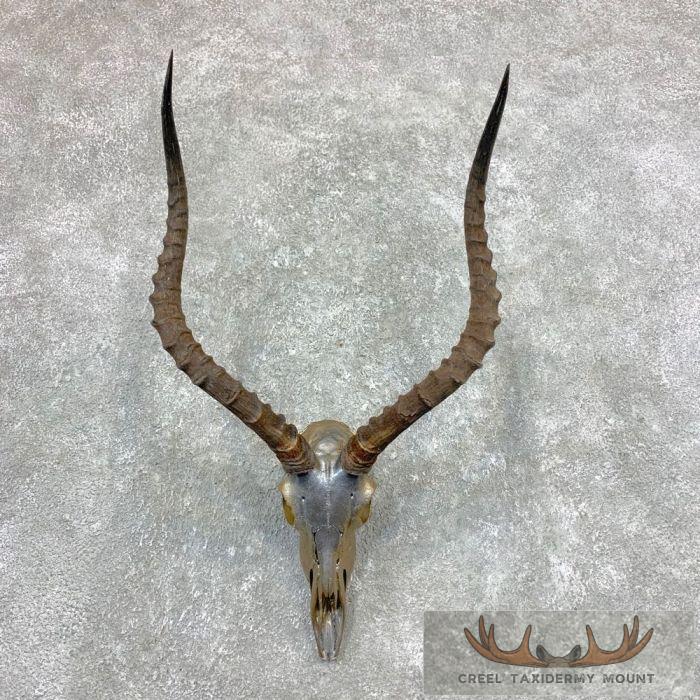 Impala Skull & Horns European Taxidermy Mount For Sale