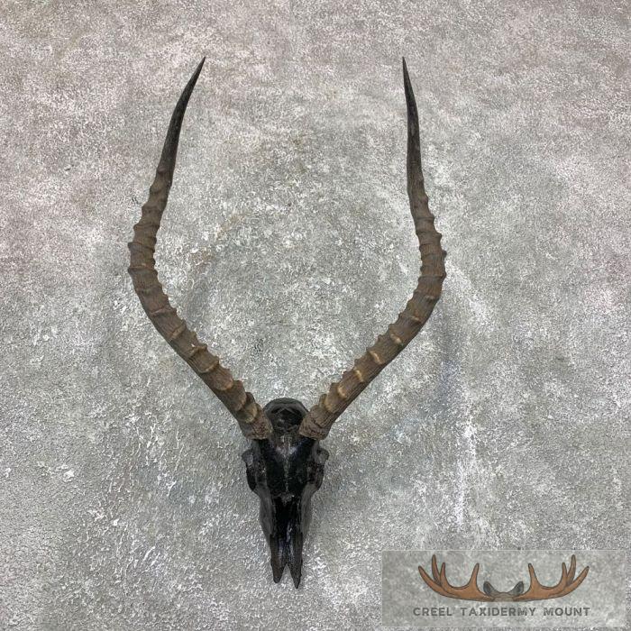 Impala Skull & Horns European Taxidermy Mount For Sale