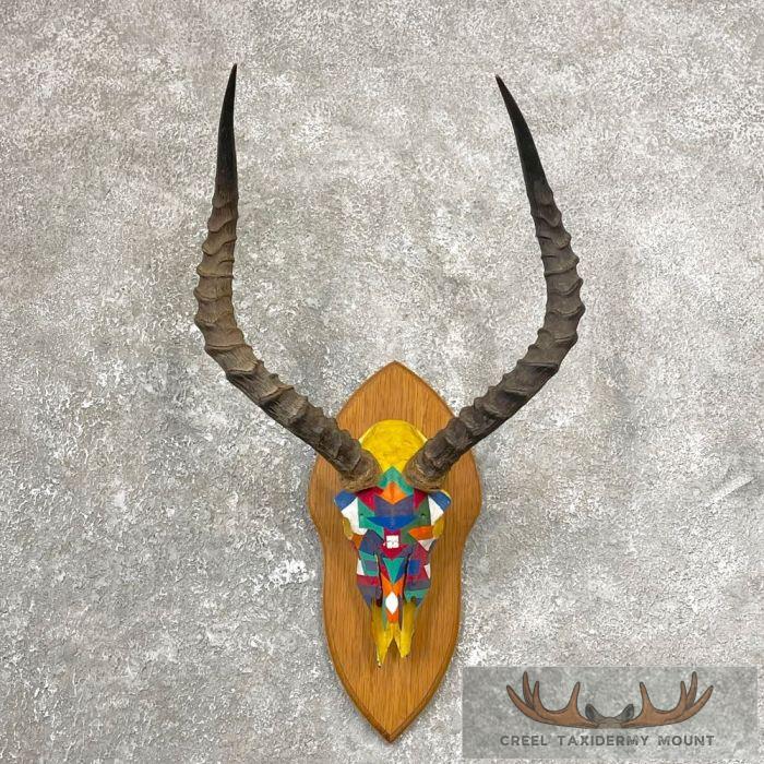 Impala Skull & Horns European Taxidermy Mount For Sale