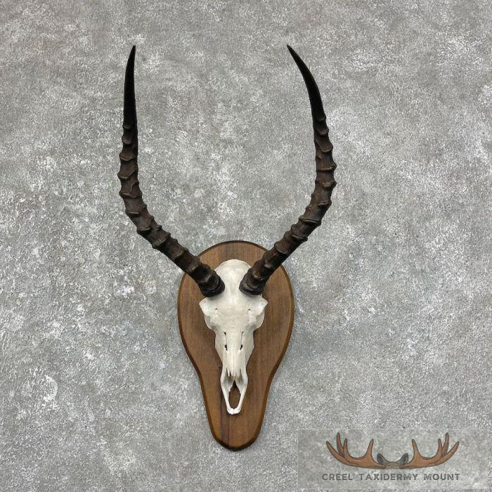 Impala Skull & Horns European Taxidermy Mount For Sale