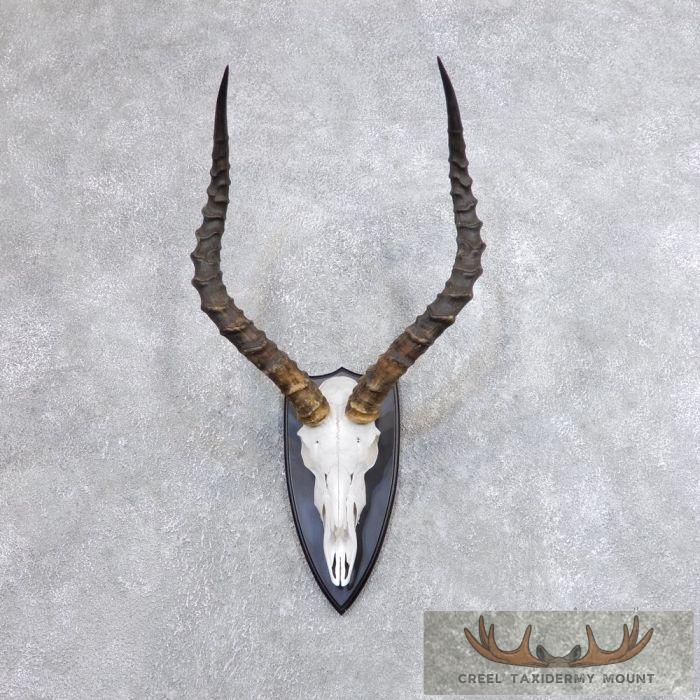 Impala Skull & Horns European Taxidermy Mount For Sale
