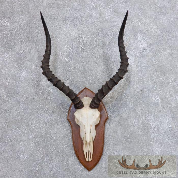 Impala Skull & Horns European Taxidermy Mount For Sale