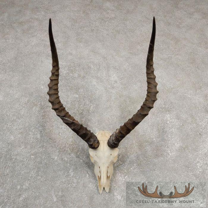 African Impala Skull & Horn European Mount