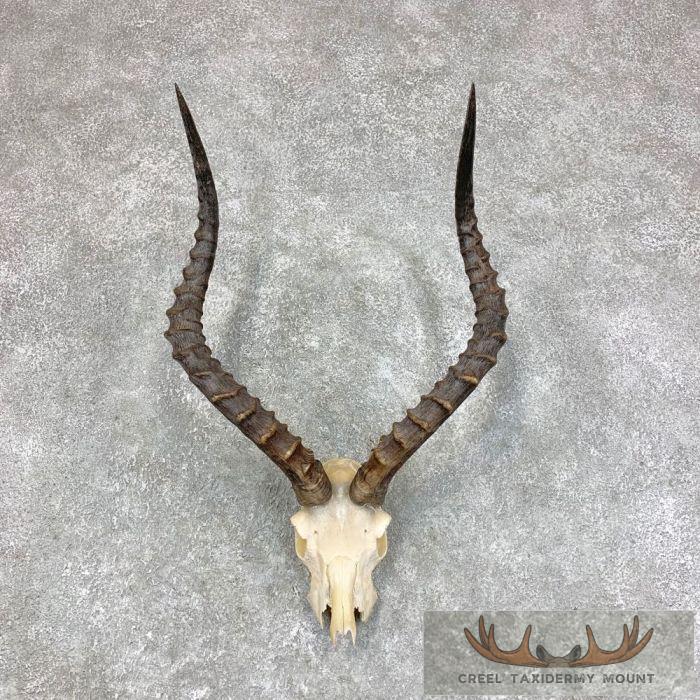 African Impala Skull & Horn European Mount