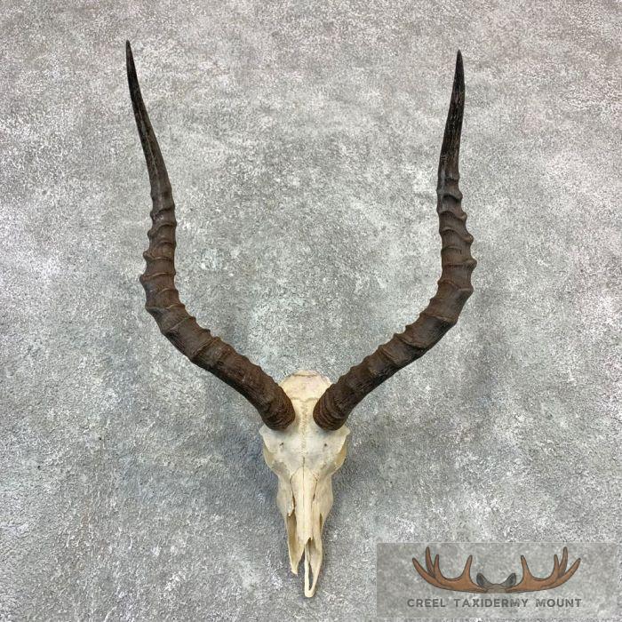African Impala Skull & Horn European Mount