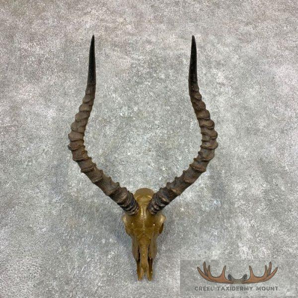African Impala Skull & Horn European Mount