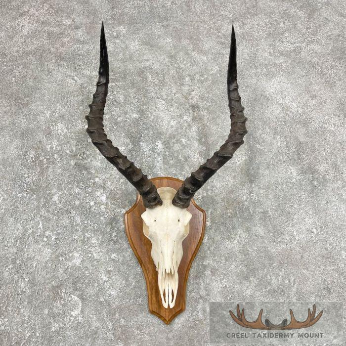 Impala Skull & Horns European Taxidermy Mount For Sale