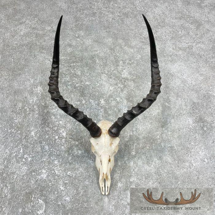 Impala Skull & Horns European Taxidermy Mount For Sale