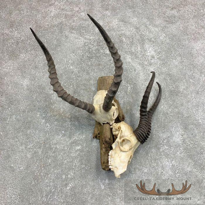 Impala & Springbok European Taxidermy Mount For Sale