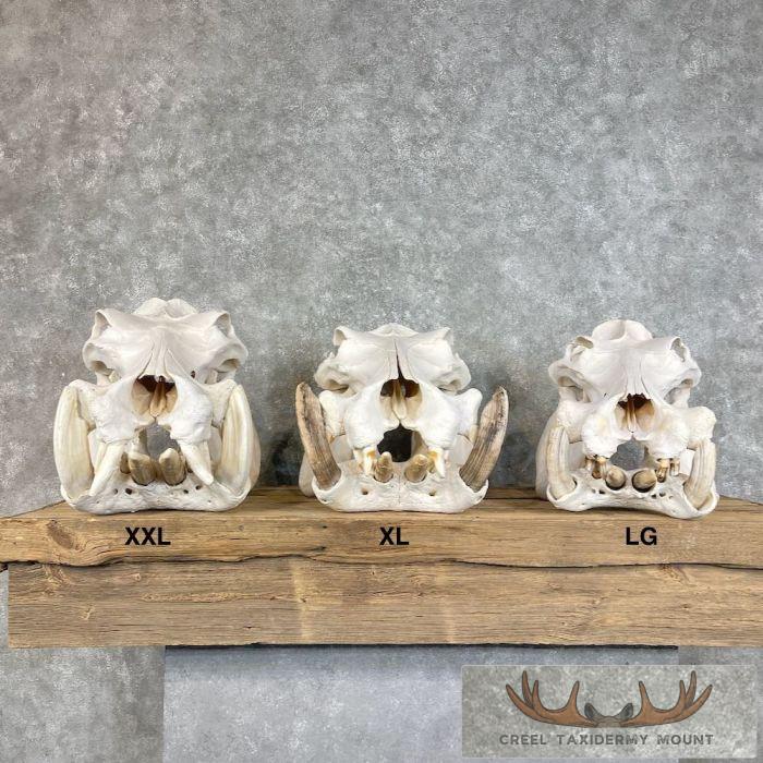 African Hippopotamus Full Skull Mount For Sale - Image 12