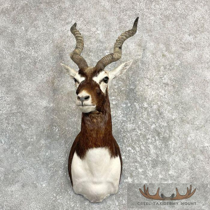 India Blackbuck Taxidermy Shoulder Mount For Sale