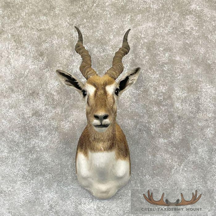 India Blackbuck Taxidermy Shoulder Mount For Sale