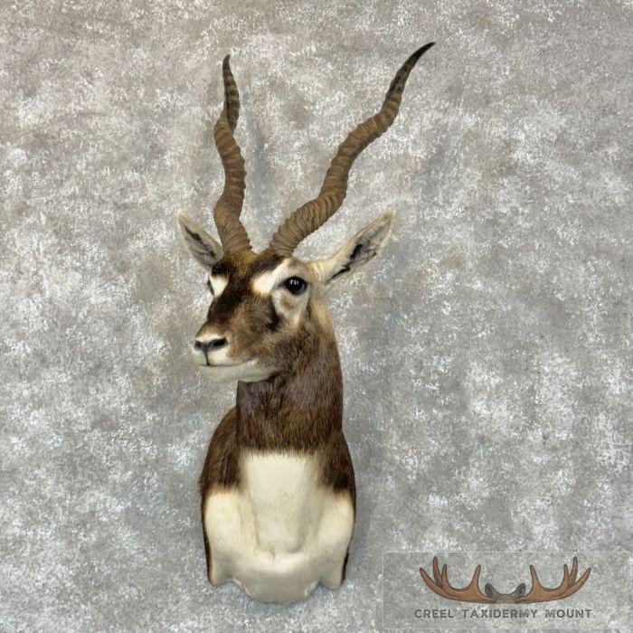 India Blackbuck Taxidermy Shoulder Mount For Sale