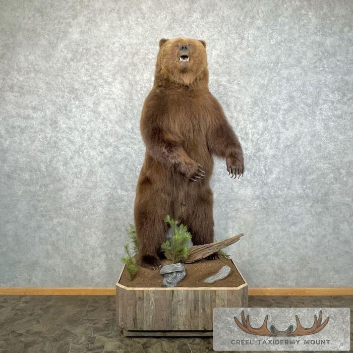 Inland Grizzly Bear Life-size Taxidermy Mount For Sale