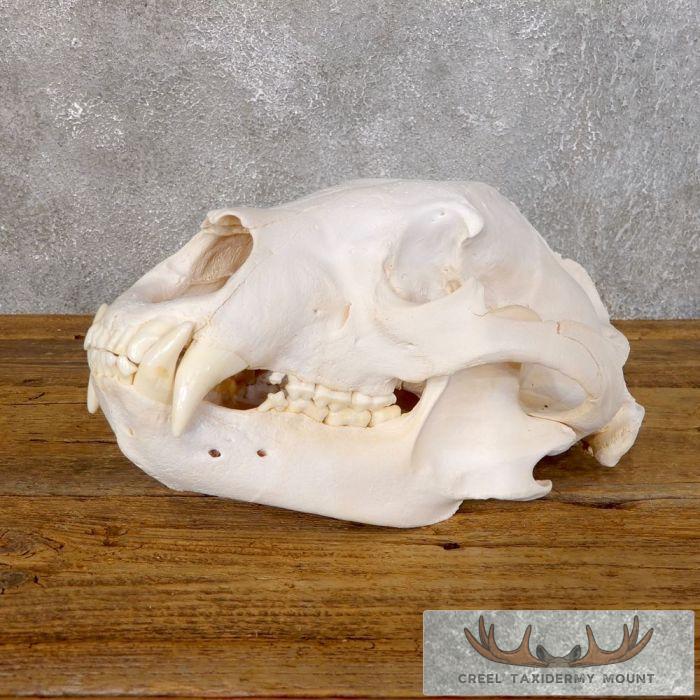 Inland Grizzly Bear Full Skull For Sale