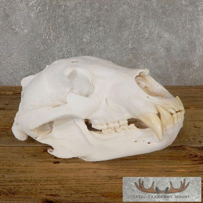 Inland Grizzly Bear Full Skull For Sale
