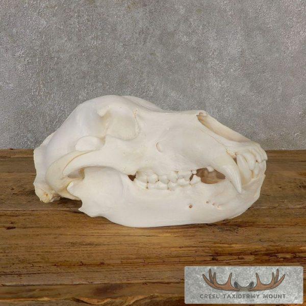 Alaskan Grizzly Bear Full Skull For Sale