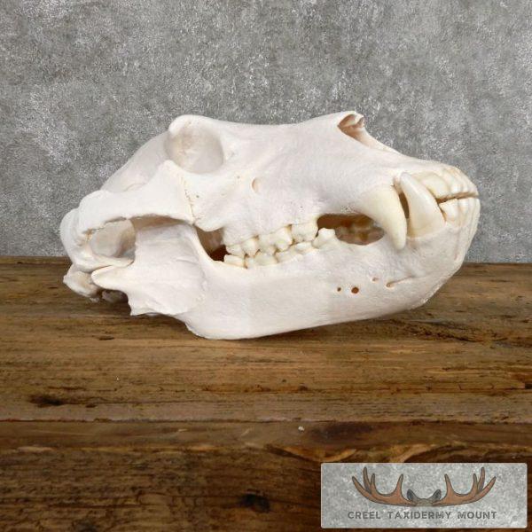 Alaskan Inland Grizzly Bear Full Skull For Sale