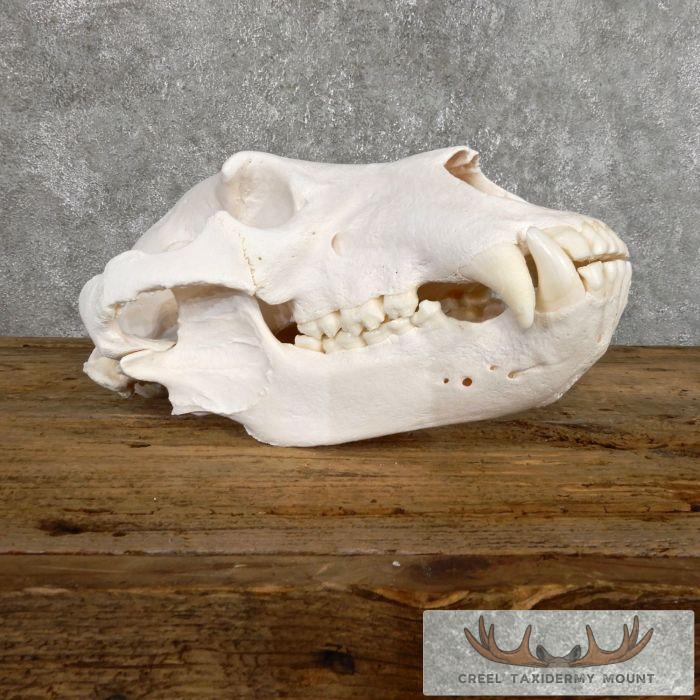 Alaskan Inland Grizzly Bear Full Skull For Sale