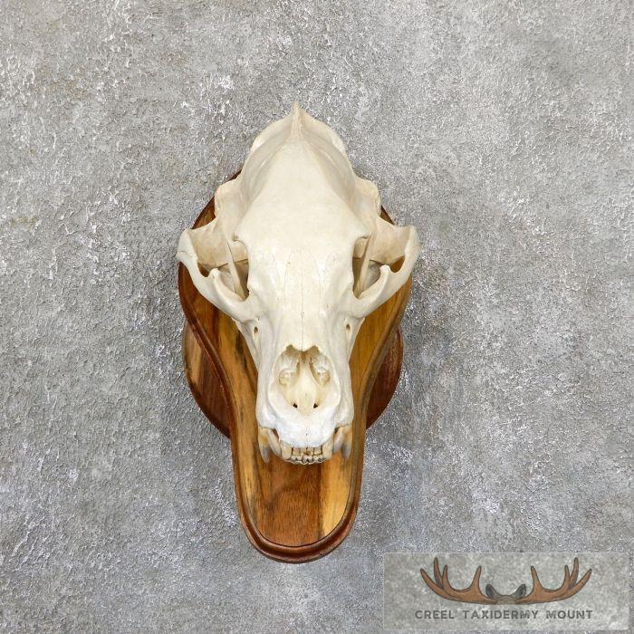 Inland Grizzly Bear Full Skull For Sale