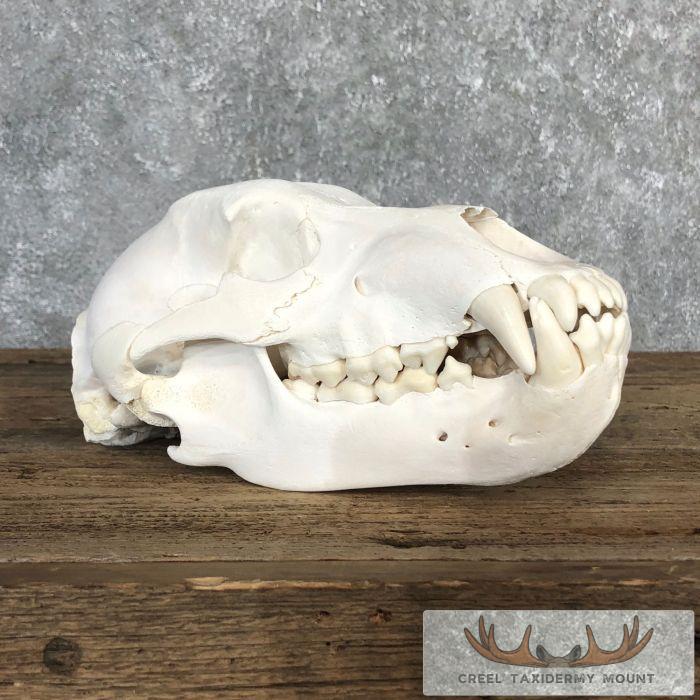 Inland Grizzly Bear Full Skull For Sale