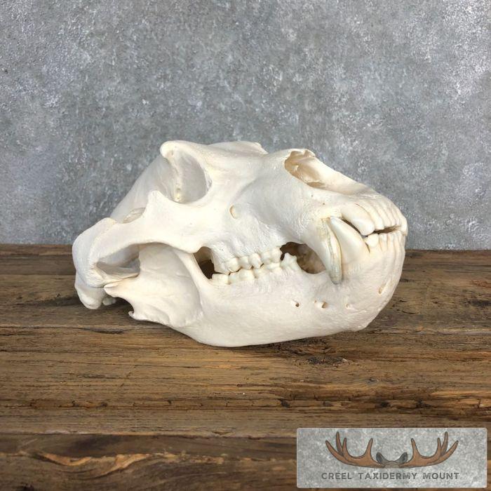 Inland Grizzly Bear Full Skull For Sale