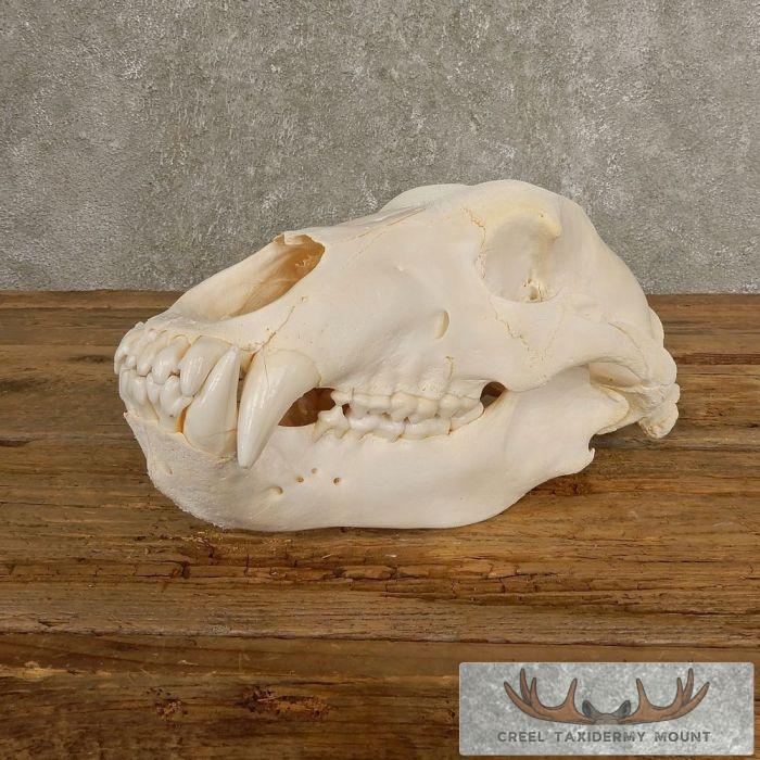 Inland Grizzly Bear Full Skull For Sale