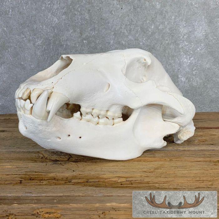 Inland Grizzly Bear Full Skull For Sale