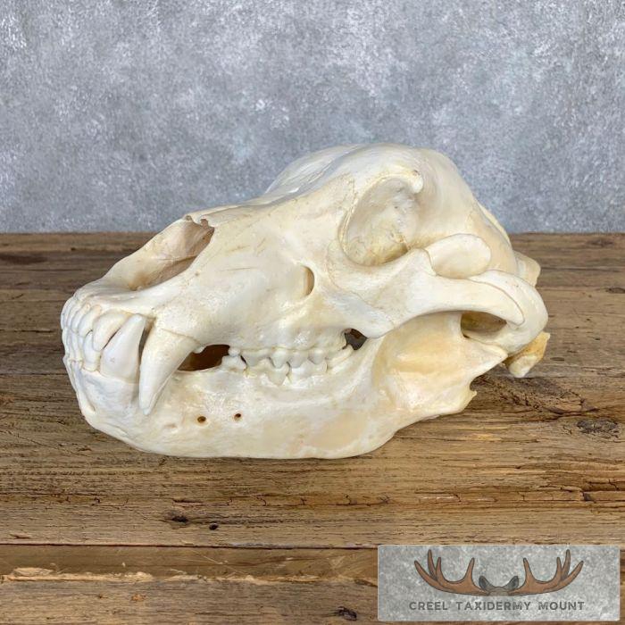 Inland Grizzly Bear Full Skull For Sale