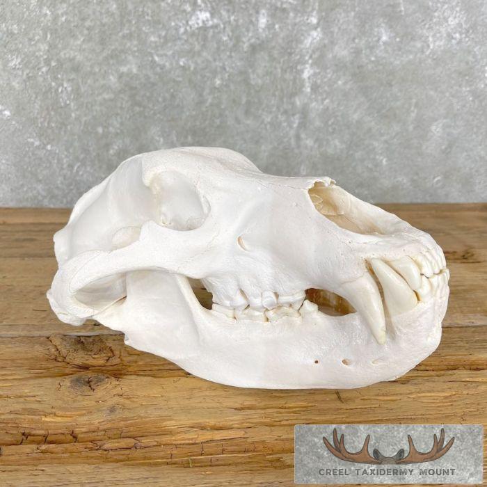 Inland Grizzly Bear Full Skull For Sale