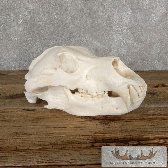 Alaskan Grizzly Bear Full Skull For Sale