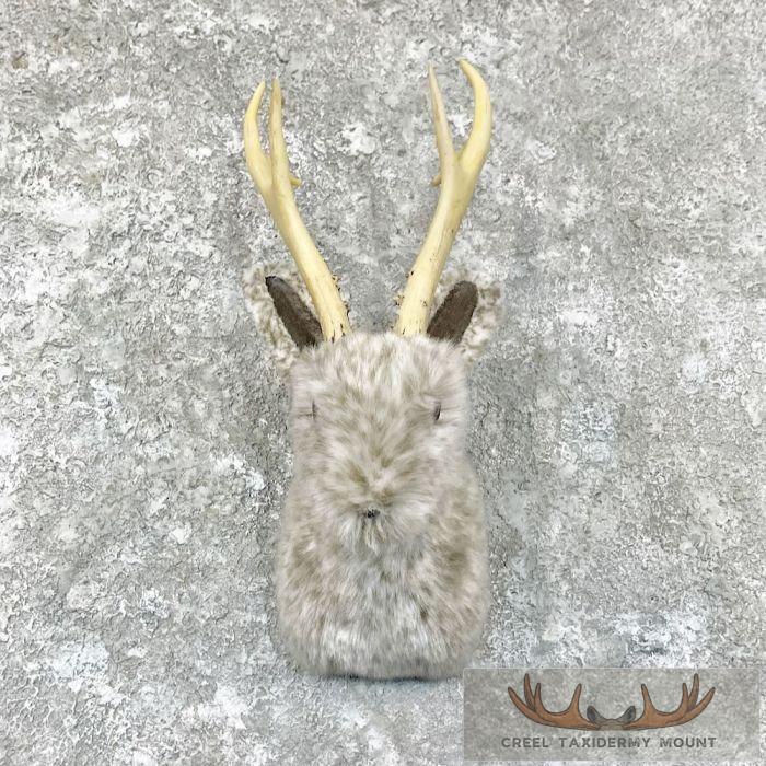 Jackalope Taxidermy Shoulder Mount For Sale