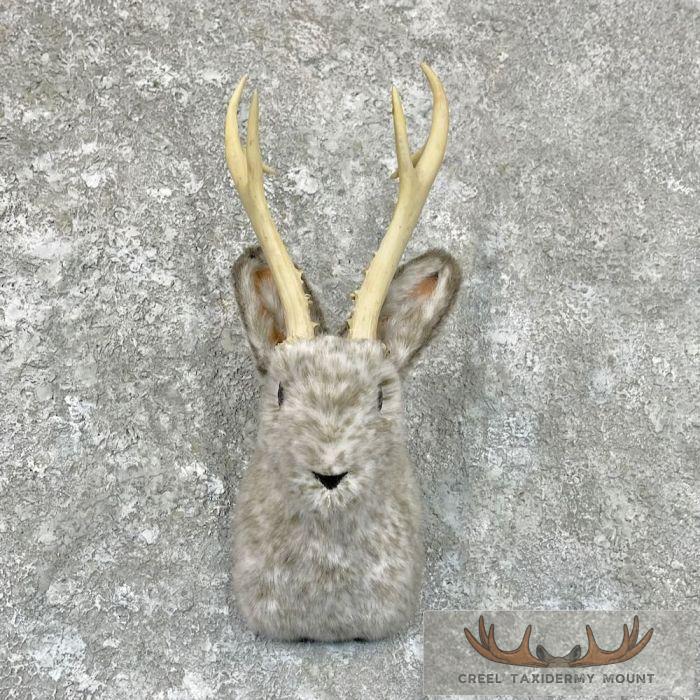 Jackalope Taxidermy Shoulder Mount For Sale
