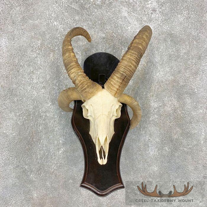 Jacobs Four Horn Skull European Taxidermy Mount For Sale