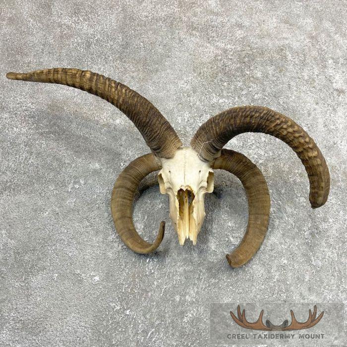 Jacobs Four Horn Skull European Taxidermy Mount For Sale