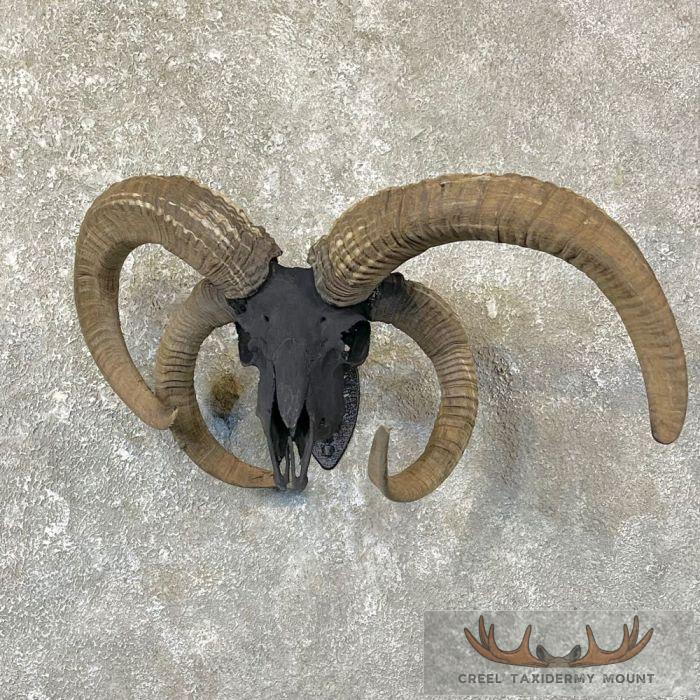 Jacobs Four Horn Skull European Taxidermy Mount For Sale