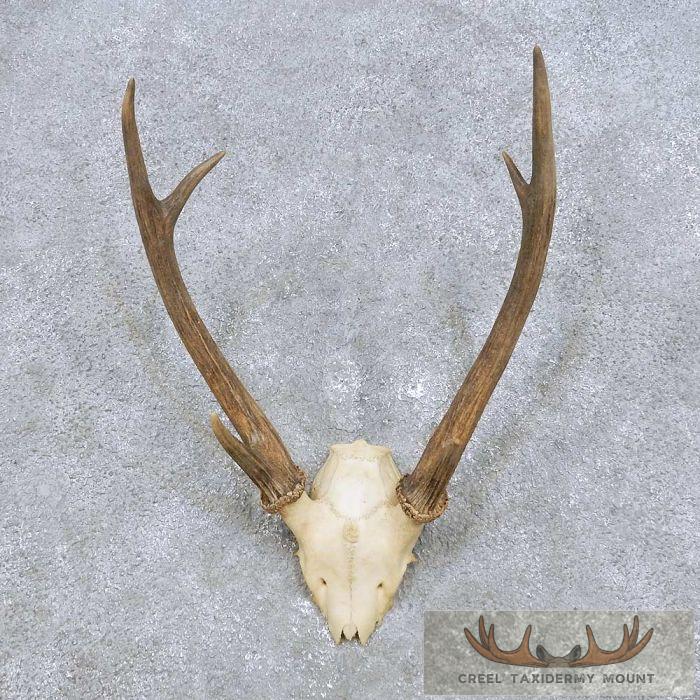 Japanese Sika Deer Antler Taxidermy Mount For Sale