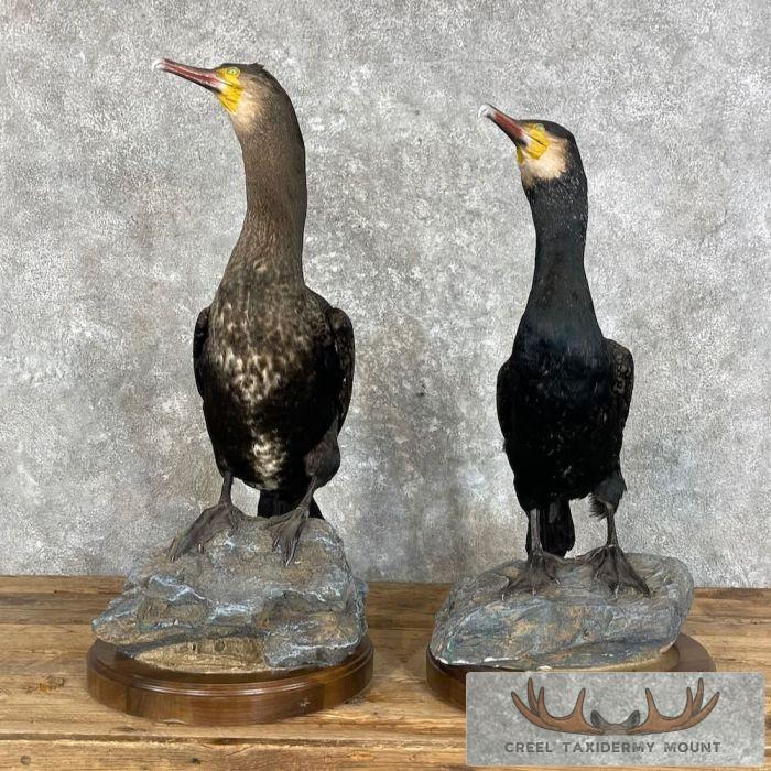 Japanese Cormorant Pair Taxidermy Mount For Sale
